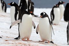 11B Two Gentoo Penguins On Danco Island On Quark Expeditions Antarctica Cruise.jpg